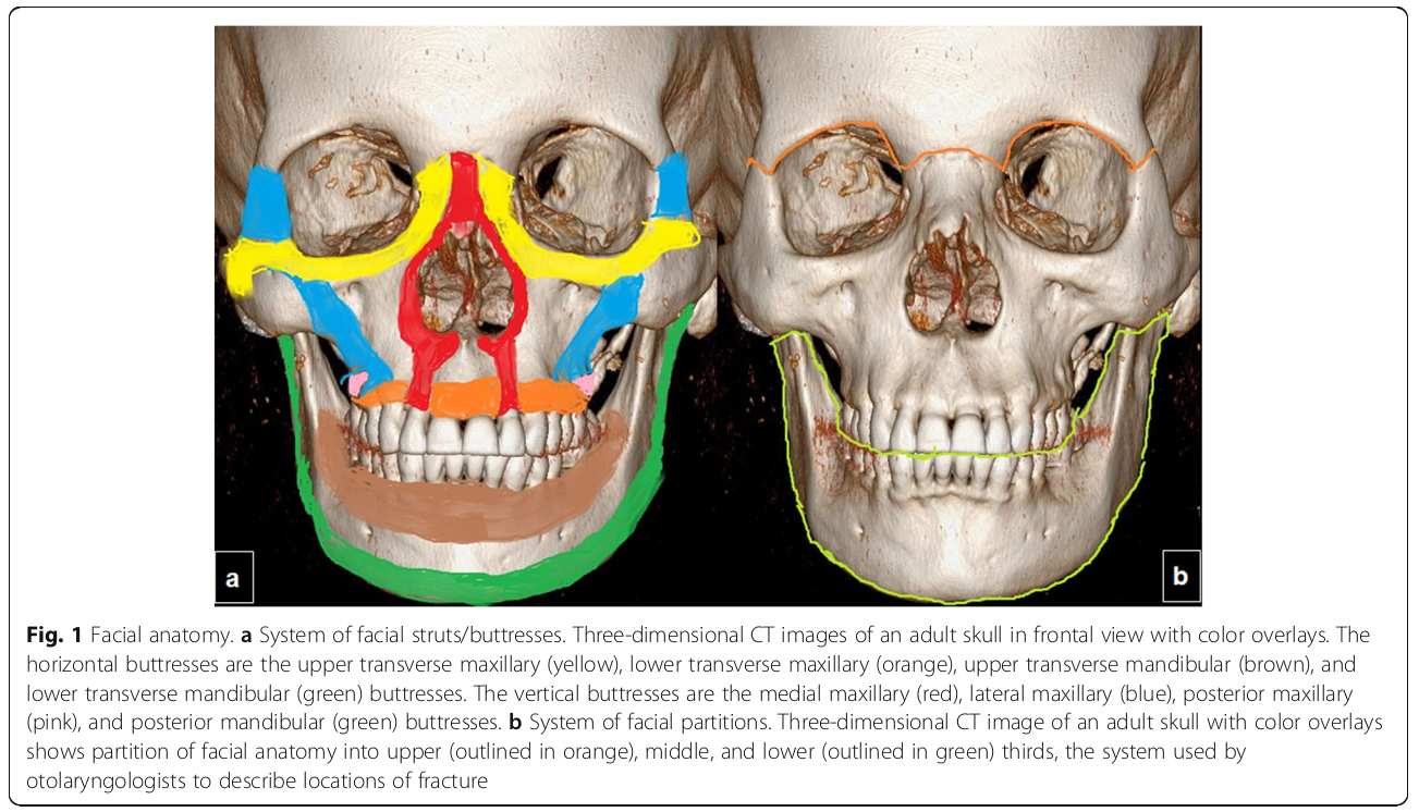 Basic Anatomic Division