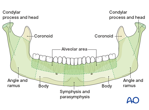 Mandible Sites