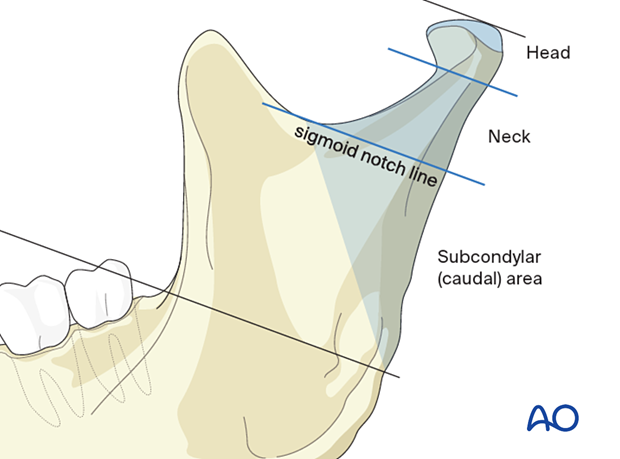 Mandible Sites