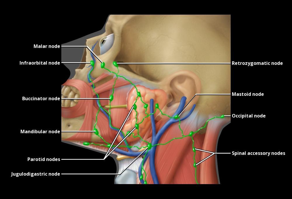 Face Nodes