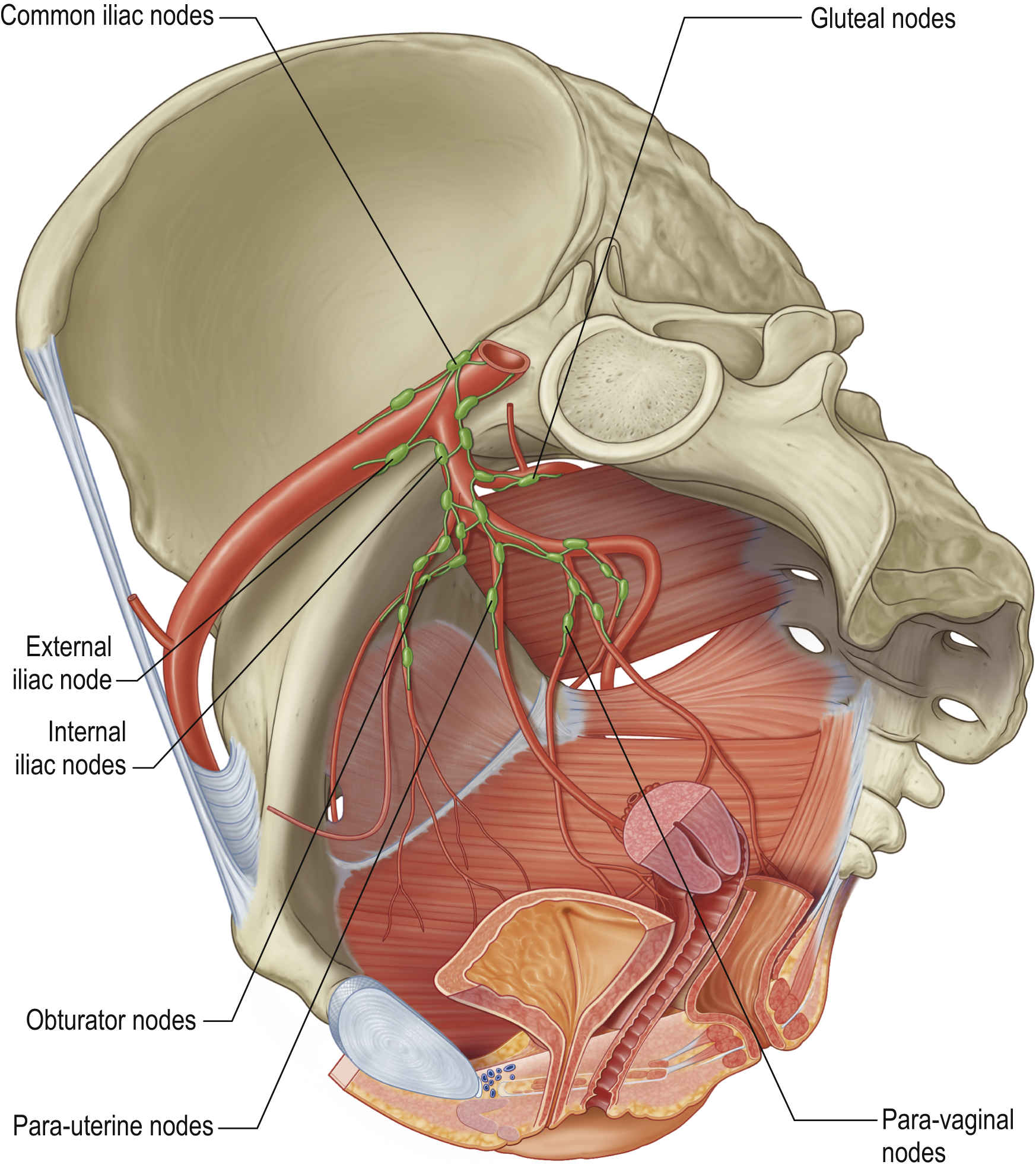 Grays Image of Pelvic nodes