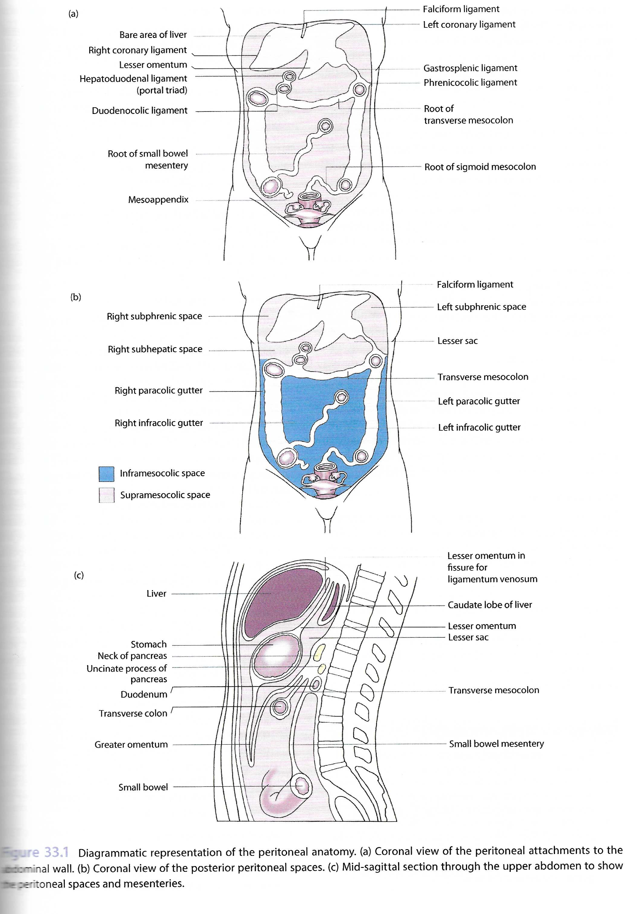 Peritoneum and spaces and ligaments